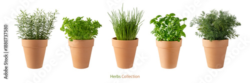 Potted aromatic food herbs collection for garden or home. Basil, rosemary, parsley, dill and green onion plants in clay pots isolated on white