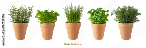 Panel kuchenny z motywem Potted aromatic food herbs collection for garden or home. Basil, rosemary, parsley, dill and green onion plants in clay pots isolated on white
