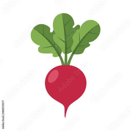 Colorful illustration of a red beetroot with green leaves on a white background