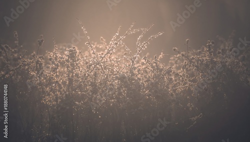 Misty Morning Light Shines Through Fog in a Quiet Field Near a Large Tree in ...