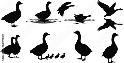 Black goose silhouettes collection, vector set of waterfowl in standing, swimming and flying poses, wildlife icons, minimal flat design isolated on white background