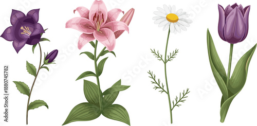 Set of colorful flowers vector illustration, lily, tulip, daisy and bellflower botanical design, spring floral collection for decoration, greeting cards, and design projects