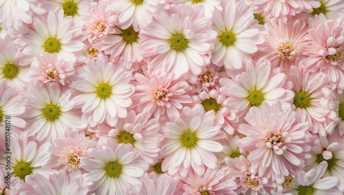 Soft Pink Flowers Cover the Ground in a Garden During the Daytime