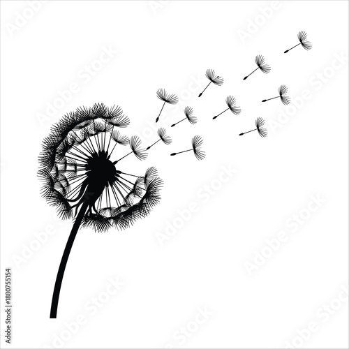 dandelion seeds isolated on white