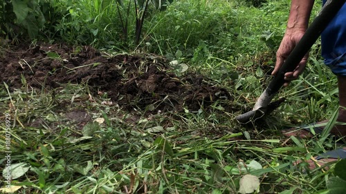 elderly farm worker is manually cultivating the soil with a spade in the farmyard
