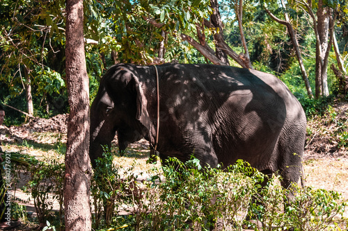 Photography Asian elephant