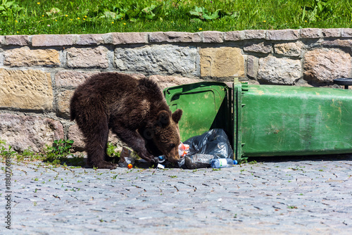 Photos Brown Bear Cub Searching Food in Urban Trash Bin