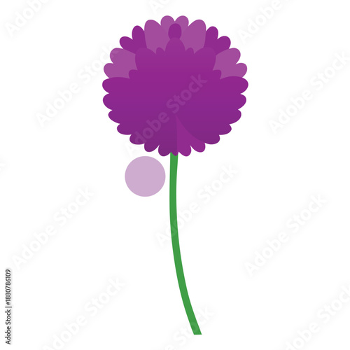  allium purple sensation on white background