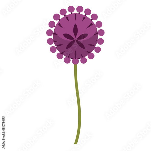 allium moly vector isolated on white