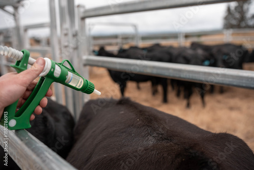 Tableau sur toile angus cattle drench and vaccinating cows in stockyards on a farm in australia
