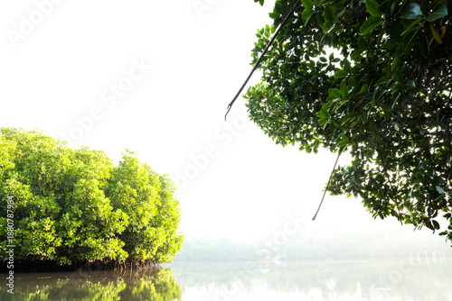 Mangrove forest at early morning sunlight