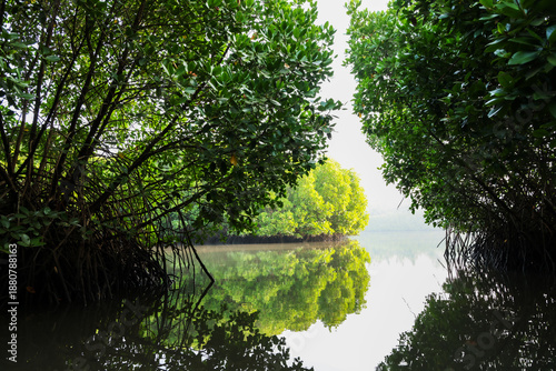 Mangrove forest at early morning sunlight