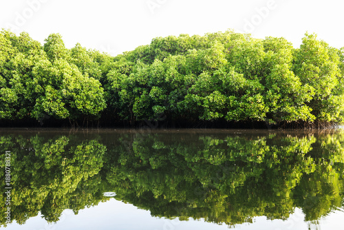 Mangrove forest at early morning sunlight