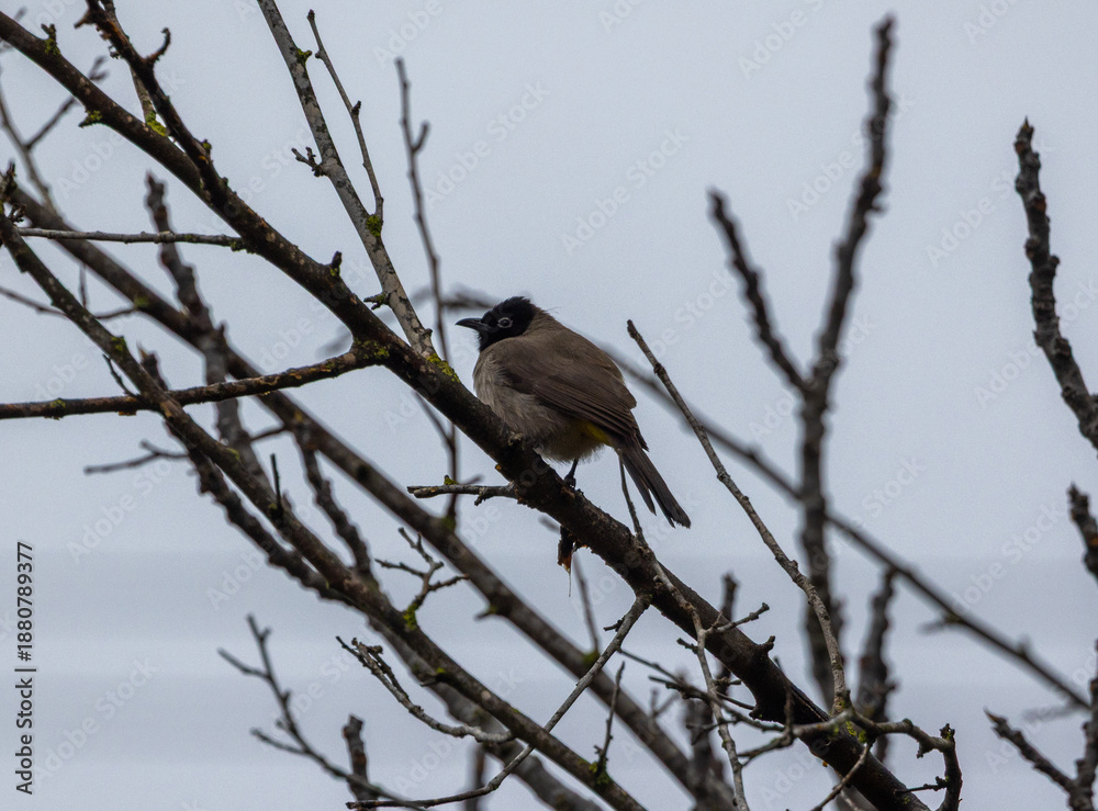 Obraz premium blue tit on branch