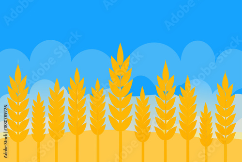 wheat field and blue sky