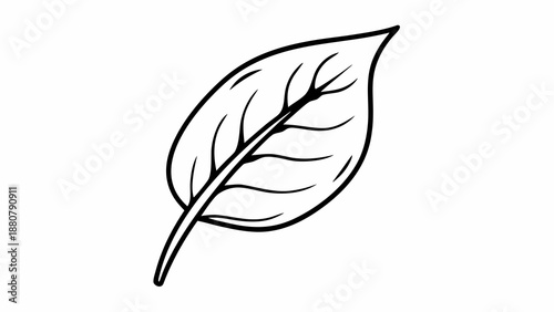 feather vector illustration