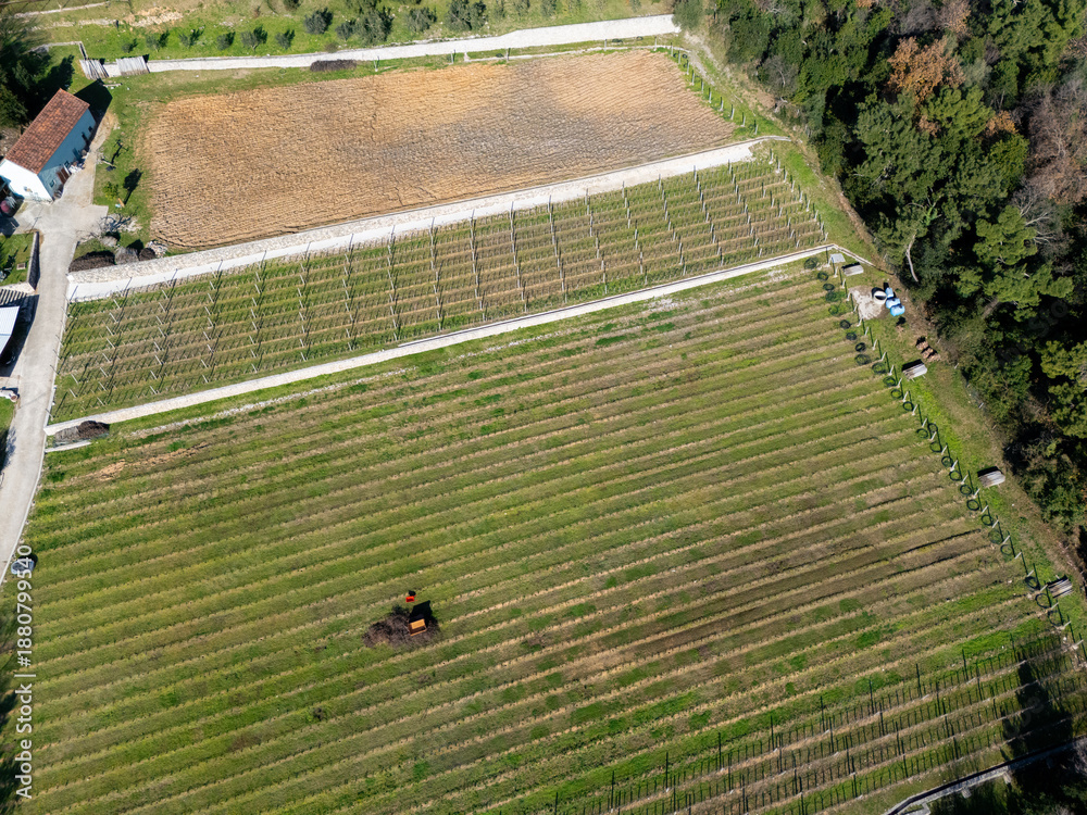 Fototapeta premium Aerial view of vineyard in the mountains in winter. Wine making industry