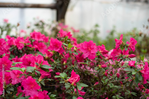 Wallpaper Mural Blooming bright pink azaleas in a greenhouse. Torontodigital.ca