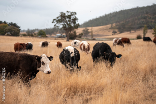 cows in a field, Beef cows and calves grazing on grass in Australia.