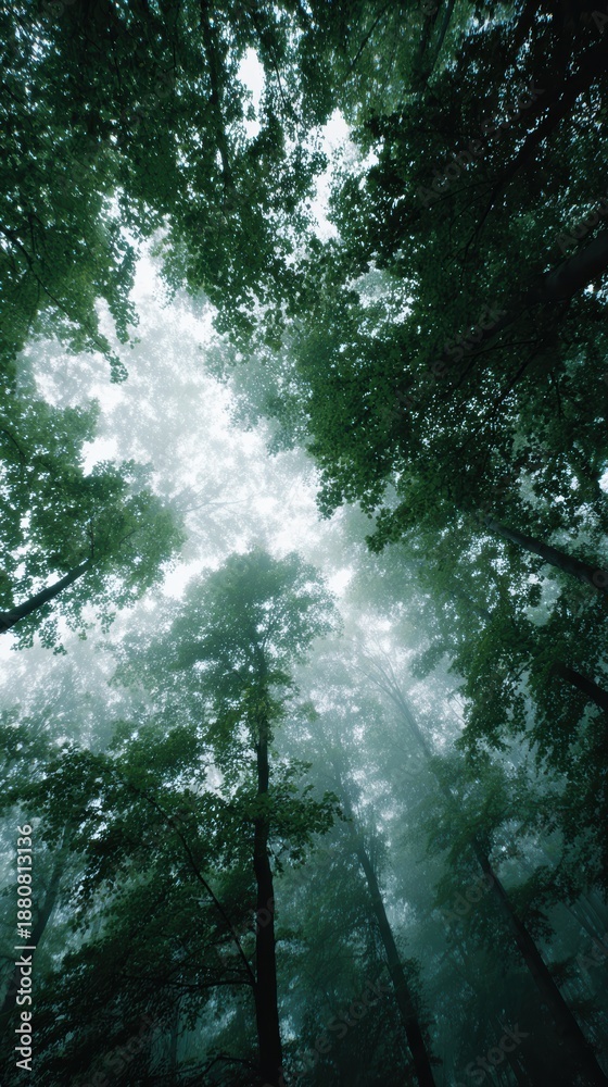 Fototapeta premium Looking up at green tree tops from forest floor, nature therapy and mental wellness concept
