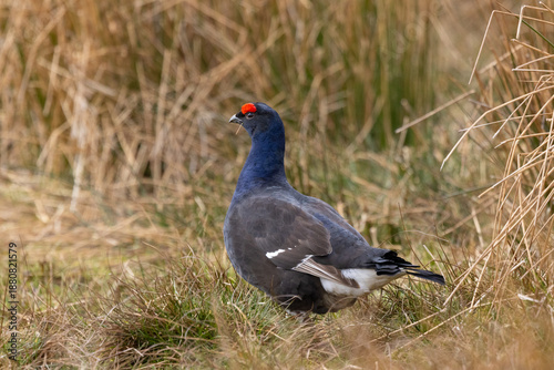 Black Grouse in moorland during spring, Weardale, North Penines, England, UK.