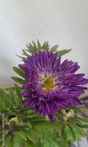 Aster flower blooming closeup 