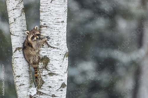 Tableau sur toile snowy Raccoon Procyon lotor peeks from birch trunk during gentle winter snowfall