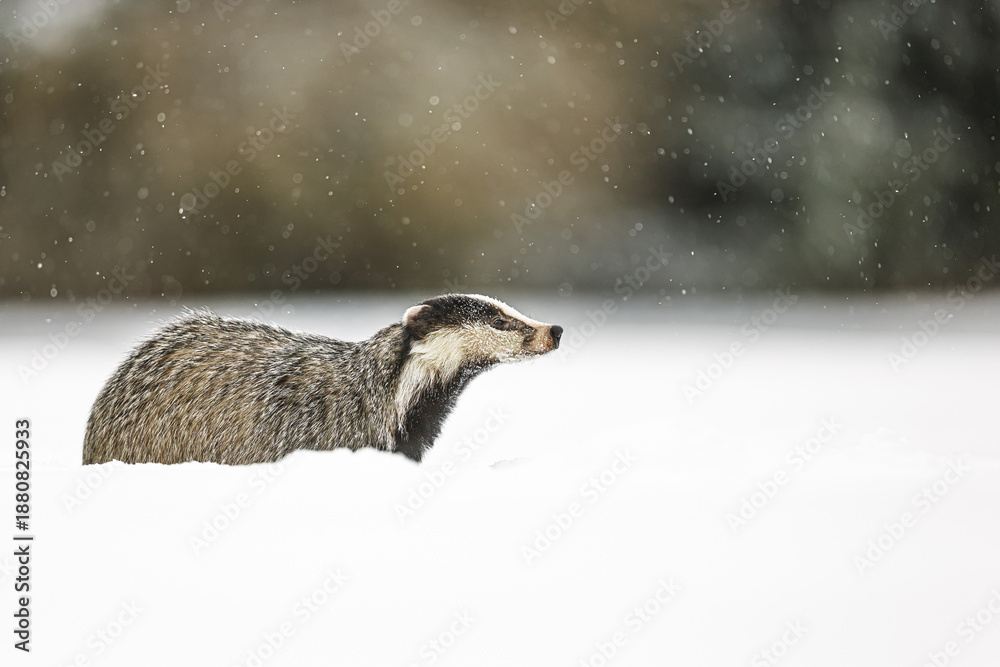 Obraz premium Meles meles European badger moves through deep snow beneath falling winter flakes