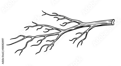 Detailed illustration of tree branch.