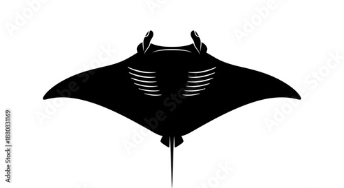 Black manta ray swimming underwater.