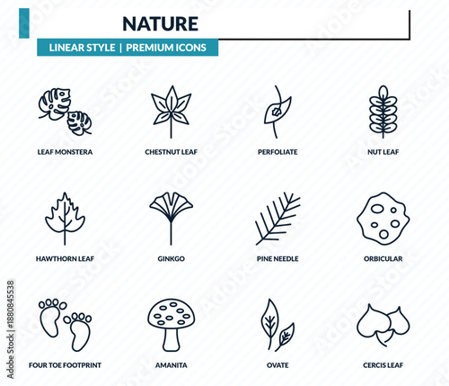 nature icons set - leaf monstera, chestnut leaf, perfoliate, orbicular, cercis leaf outline vector collection.