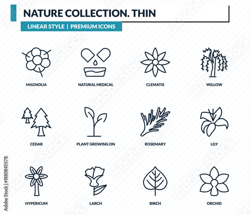 nature collection. thin icons set - magnolia, natural medical pills, clematis, lily, orchid outline vector collection.