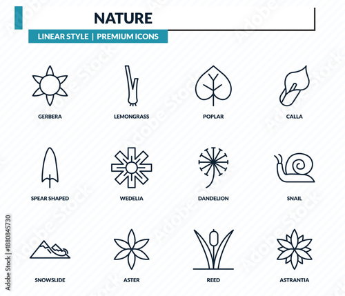 nature icons set - gerbera, lemongrass, poplar, snail, astrantia outline vector collection.