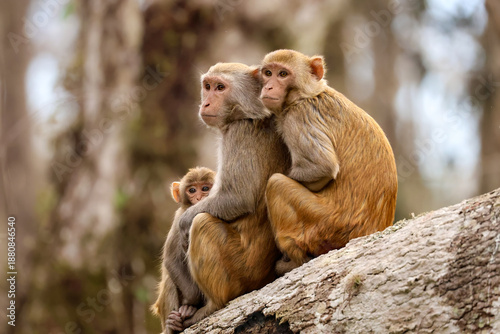 Foto Precious Non Native Rhesus Macaques Monkeys at Silver River in Florida Posing on