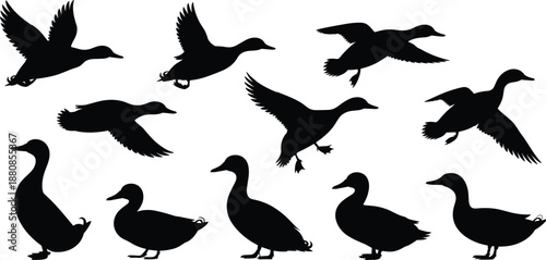 Duck silhouettes collection showing flying, landing, and standing poses, wild waterfowl bird shapes set, black vector illustration isolated on white background