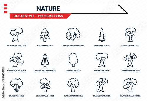 nature icons set - northern red oak tree, balsam fir tree, bitternut hickory tree, black walnut pignut hickory outline vector collection.