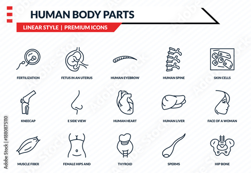 human body parts icons set - fertilization, fetus in an uterus, kneecap, thyroid, hip bone outline vector collection.