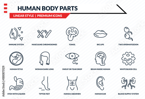 human body parts icons set - immune system, masculine chromosomes, human fetus, human abdomen, blood supply system outline vector collection.