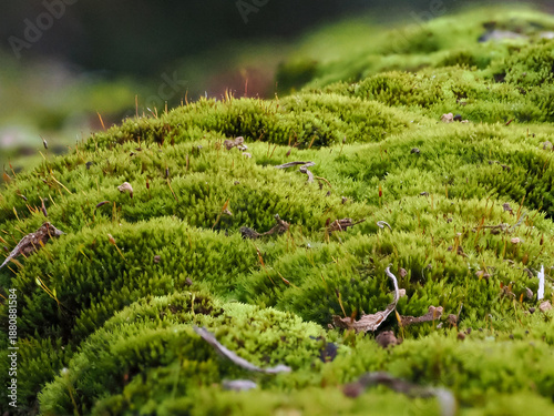 Obraz na plátně Vibrant green moss texture, detailed close-up with extended depth of field