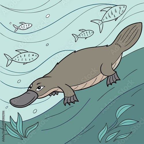 ACute Platypus Swimming Underwate