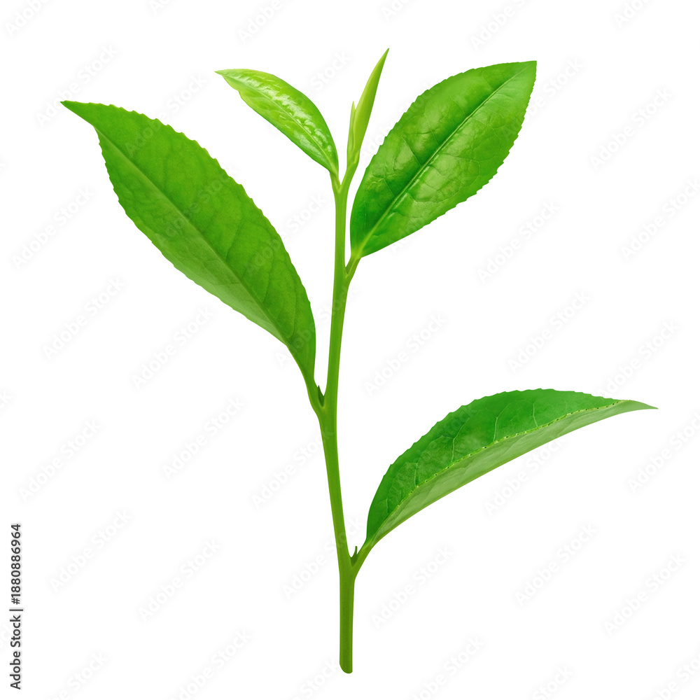Fototapeta premium 茶葉 お茶の葉 イラスト リアル 