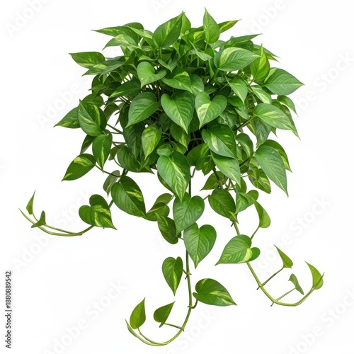 Lush green pothos plant