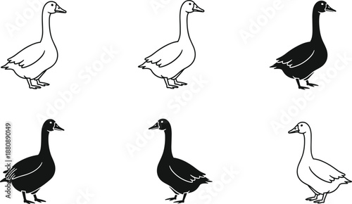 Stylized Vector Illustration of Geese in Black and White Silhouettes Showing Standing Poses for Nature Design Use
