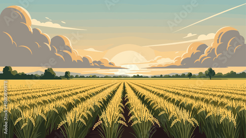 Sunset over lush rice field with dramatic clouds and rural landscape