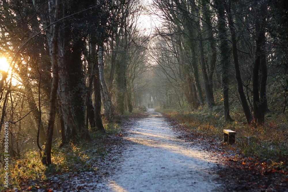 Fototapeta premium Tree lined countryside path in winter
