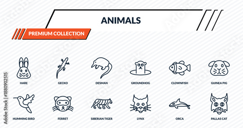 animals icons set - hare, gecko, desman, ferret, pallas cat outline vector collection.