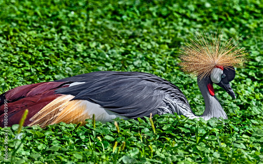 Fototapeta premium Black crowned crane on the lawn. Latin name - Balearica pavonina