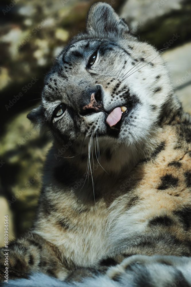 Obraz premium Snow leopard (Panthera uncia) detail portrait