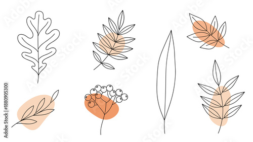 Hand drawn collection of botanical leaves and rowan berries with minimalist orange abstract shapes on a plain white background.