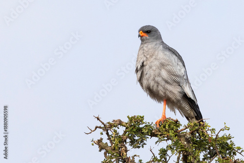 Foto Pale Chanting Goshawk (Melierax canorus) perched at dawn, Addo Elephant National